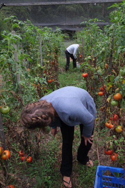 Gabby and David picking tomatoes