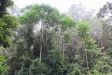 A view of the variety of growth in the forest