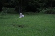 Lola watching an entrance to one of the wombat burrows in the mountain meadow