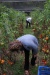Gabby and David picking tomatoes