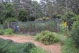 One of the two tomato gardens