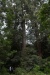 Two of the older trees in the forest