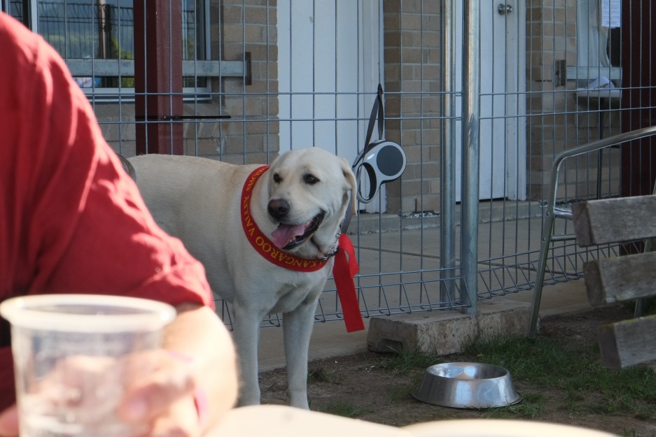 A prize-winning dog at the Kangaroo Valley agricultural fair