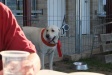 A prize-winning dog at the Kangaroo Valley agricultural fair